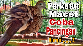 Perkutut Lokal Gacor Macet Coba Dengan Pancingan Ini