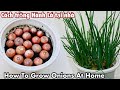 How to Grow Scallions At Home With Onions To Eat All Year