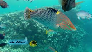 💖Guide des Poissons de Mer Rouge 🤿observés en Snorkeling sur les coraux et récifs 💖