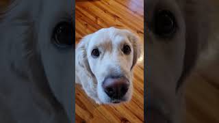 Turn Any Photo Into ASCII Art! Open Source Demo