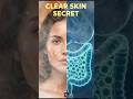 Gut Health Secrets for Natural Skin Rejuvenation