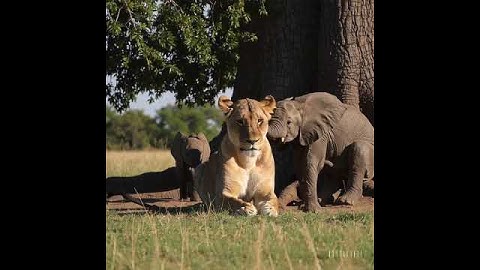 AI-Generated Harmony | Elephant Calves and Lioness in Tender Unity by Sora OpenAI
