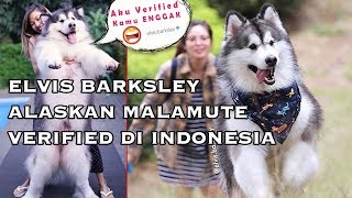 KENANGAN TERAKHIR BERSAMA ELVIS BARKSLEY SI ANJING ALASKAN MALAMUTE  RIP