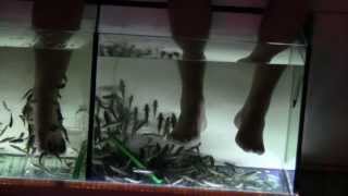 Fish Spa - No money, no fish