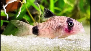 LIVE AQUARIUM 🐟 Fish Tank with Soothing Water Sounds 🐠