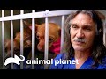 3 Conmovedoras historias de cachorros abandonados | Dr. Jeff, Veterinario | Animal Planet