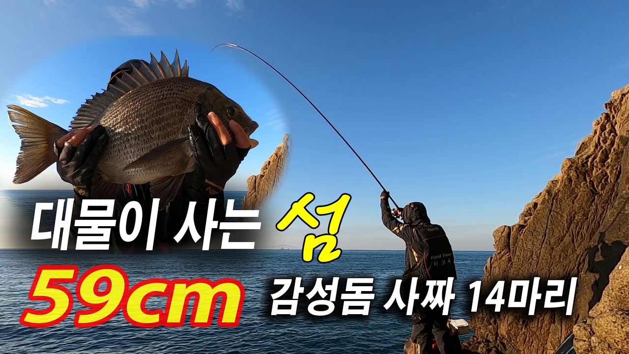 시작된 겨울 대물 입질 59cm와 감성돔 14마리 #감성돔낚시 #바다낚시 #태도 #본류대  #갯바위찌낚시 #fishing