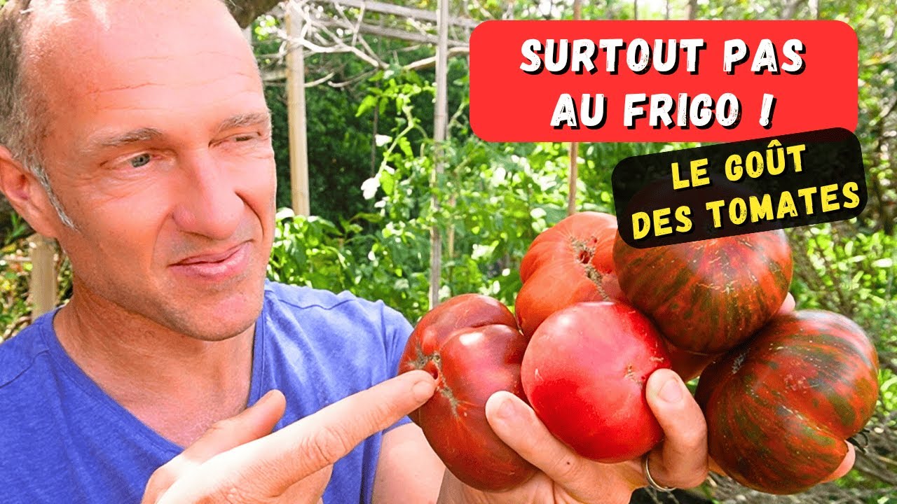 Comment avoir des tomates qui ont du goût ? 🍅🤔