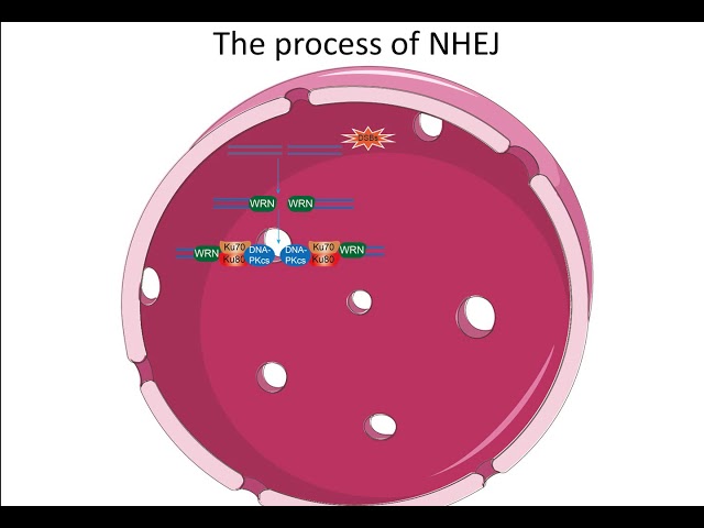Non homologous end joining pathway Creative Diagnostic