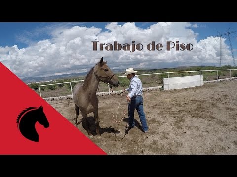 Habilidades Esenciales Para Trabajar Con Caballos