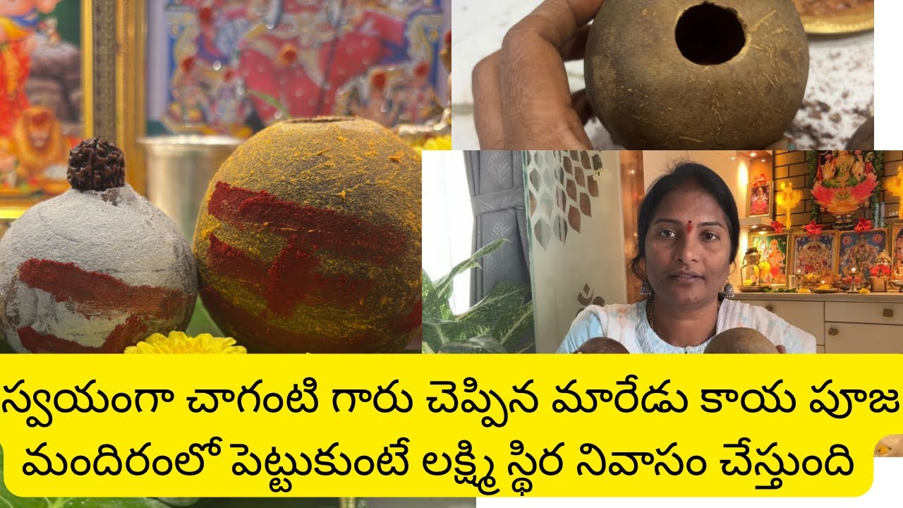 మారేడు కాయలు విభూది ధారణ చేయడం వల్ల ఇంట్లో లక్ష్మీ ప్రధానం# 🙏