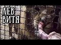 Лев ВИТЯ сегодня вечером. Что случилось с ДИНОЙ...