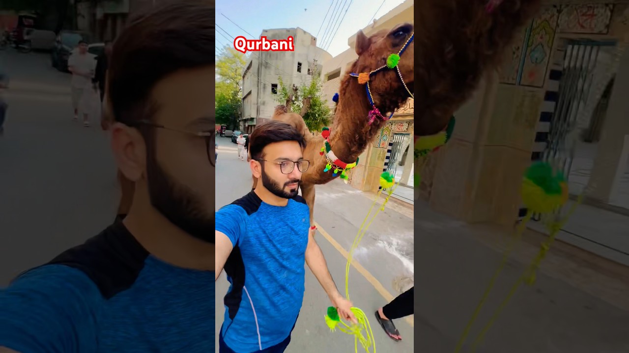 Camel qurbani 