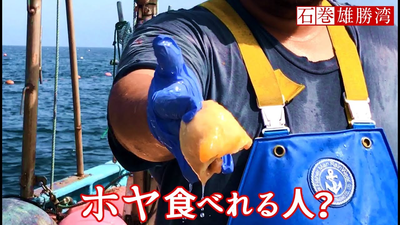 ホヤ 食べれる人 ホヤのむき方 捌き方 漁師直伝 ほや漁 三陸漁師 海遊 石巻 雄勝湾 かいゆう Youtube