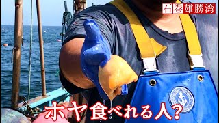 ホヤ 食べれる人? ホヤのむき方 捌き方 漁師直伝 ほや漁 三陸漁師 海遊 石巻 雄勝湾（かいゆう）