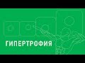 Гипертрофия. Патологическая анатомия.