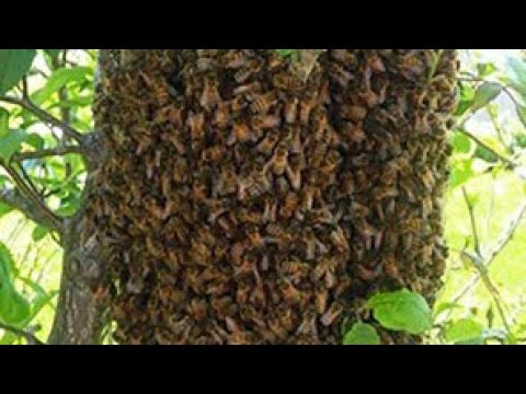 Attracting Honey Bees Swarms - Free Bees