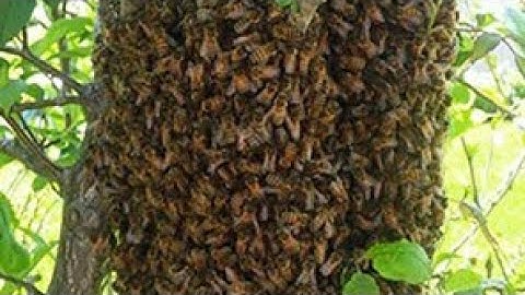 How to Attract Free Honey Bees and Make a Swarm Trap (Top Bar Style)