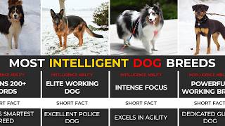 Top 50 Most Intelligent Dog Breeds 🐶🧠 | Ranked World