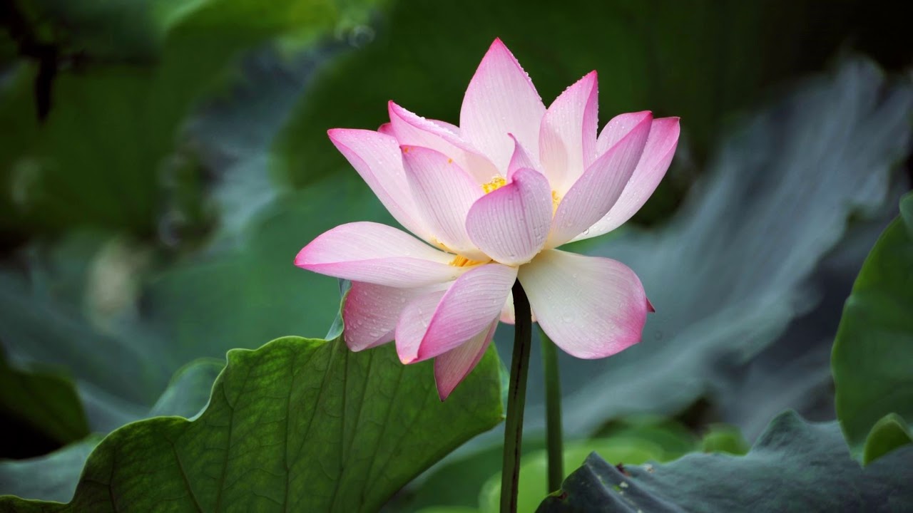 65 三水荷花世界 Youtube