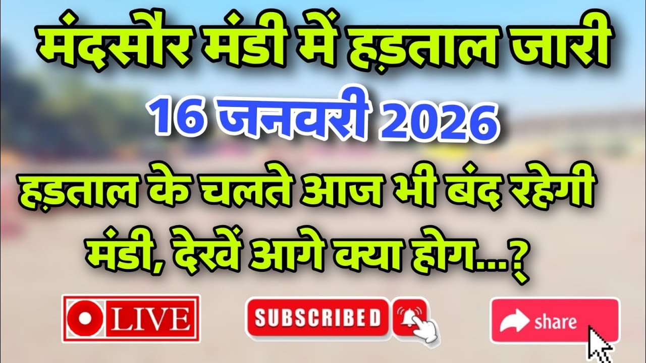 मंदसौर मंडी आवक तथा मंडी बंद की विशेष सूचना मंदसौर मंडी 16 जनवरी 2026..mandsaur 
