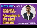 Digestion in humans: Absorption in th Small intestine