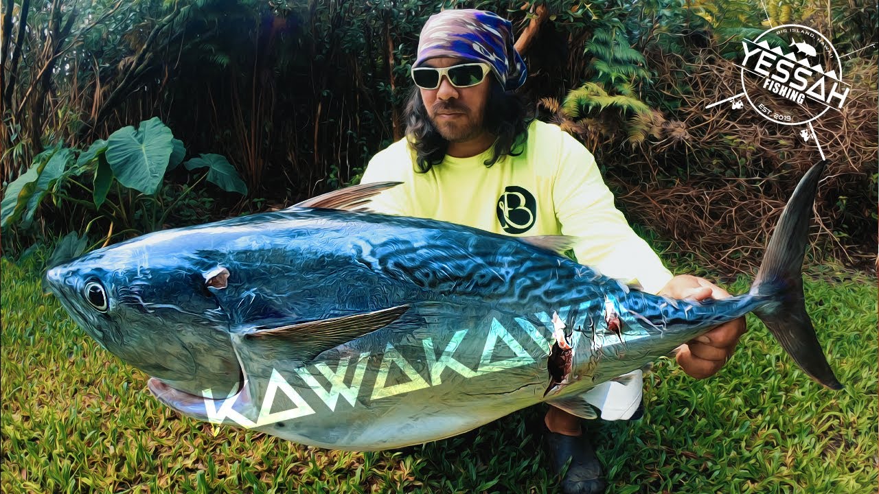 KAWAKAWA mackerel tuna fishing hawaii Pelagic from the rocks Big Island Drone Fishing