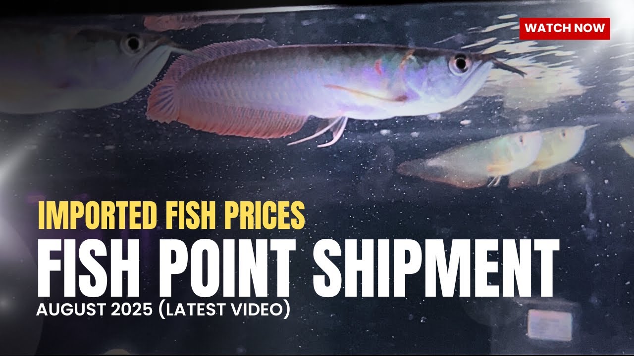 Fish Point Latest Shipment Tour August 2025 | Latest Price Update - Imran's World