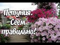 ПЕТУНИЯ. СЕЕМ ПРАВИЛЬНО!