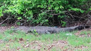 Tennessee seeing more alligators