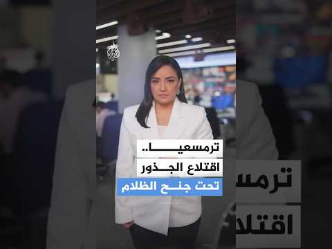 في ليلة واحدة.. اقتلاع مئات أشجار الزيتون في ترمسعيا.. ماذا يحدث؟