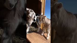 New Life | Cute baby Goats #goat #farm #animallover #farmlife #shorts #Anabelsfinquita