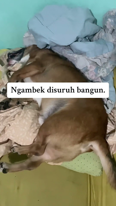 “Bangun sep…” #shorts #anjing #anjingbanget