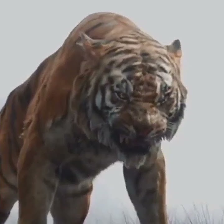 story WA 30detik harimau mengaung.. #storywakeren