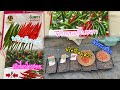 เริ่มเพาะพริกอัมพวา เทอร์โบฮอท กะเหรี่ยง พริกขี้หนูสวน Cultivation hot Peppers 07.01.2025