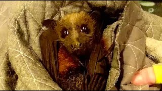 Rescuing a juvenile flyingfox hanging in a street tree;  Dionysus