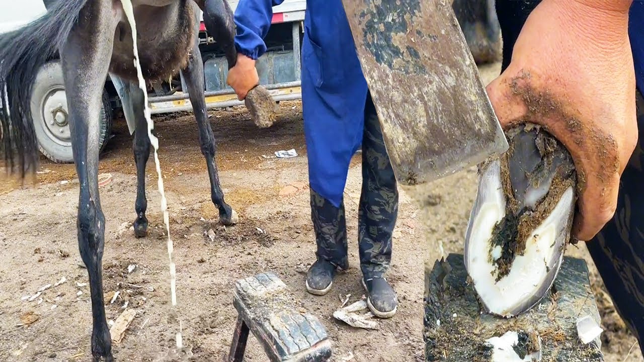 Этот осел боялся мочиться Процесс обрезки копыт приносит удовлетворение!