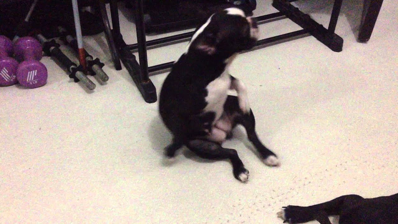 Funny boston terrier trying to scratch her back YouTube