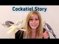 My Cockatiel Story | My Cockatiel Update Story