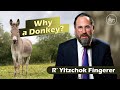 Vayimaen (וימאן) R’ Yitzchok Fingerer  - Why a Donkey