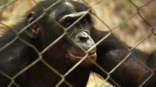 Bonobos Back To The Wild Official Theatrical Trailer