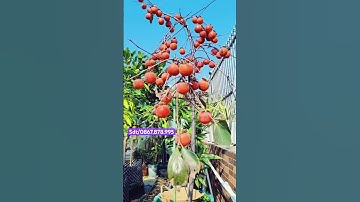 Nhà có cây hồng là cứ phải cẩn thận #hongtet #hongdenlong #caygiongviet