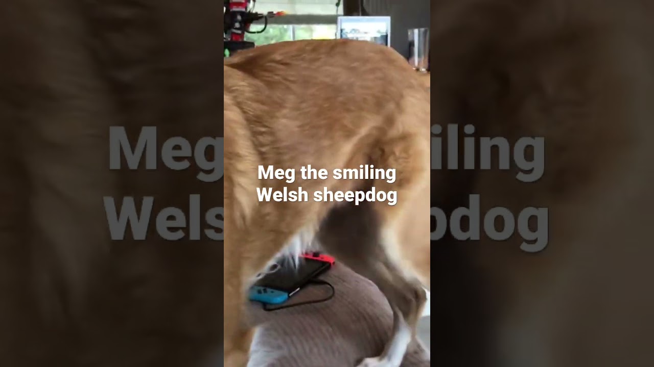 Meg the smiling Welsh sheepdog :)