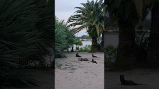 Download Lagu OTTER 🦦🦦  Berang-berang Liar Di Garden By The Bay MP3 Download Lagu OTTER 🦦🦦  Berang-berang Liar Di Garden By The Bay MP3