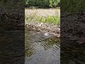 Very Chill Beaver Adding Mud To It&#39;s Dam