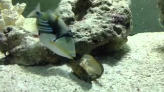 Huma triggerfish eating a clam