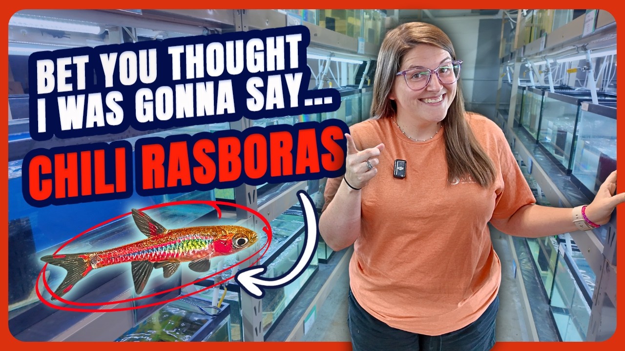 The Hardest Rasbora to Get… Top 8 Rasboras [Weekly Walkthrough Ep. 48]