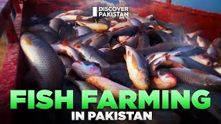 Exploring the Fish Farming Ventures in Pakistan | Kissan Ka Pakistan | Discover Pakistan screenshot 5