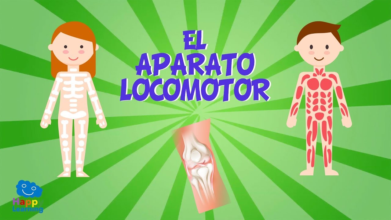 EL APARATO LOCOMOTOR | Vídeos Educativos para Niños