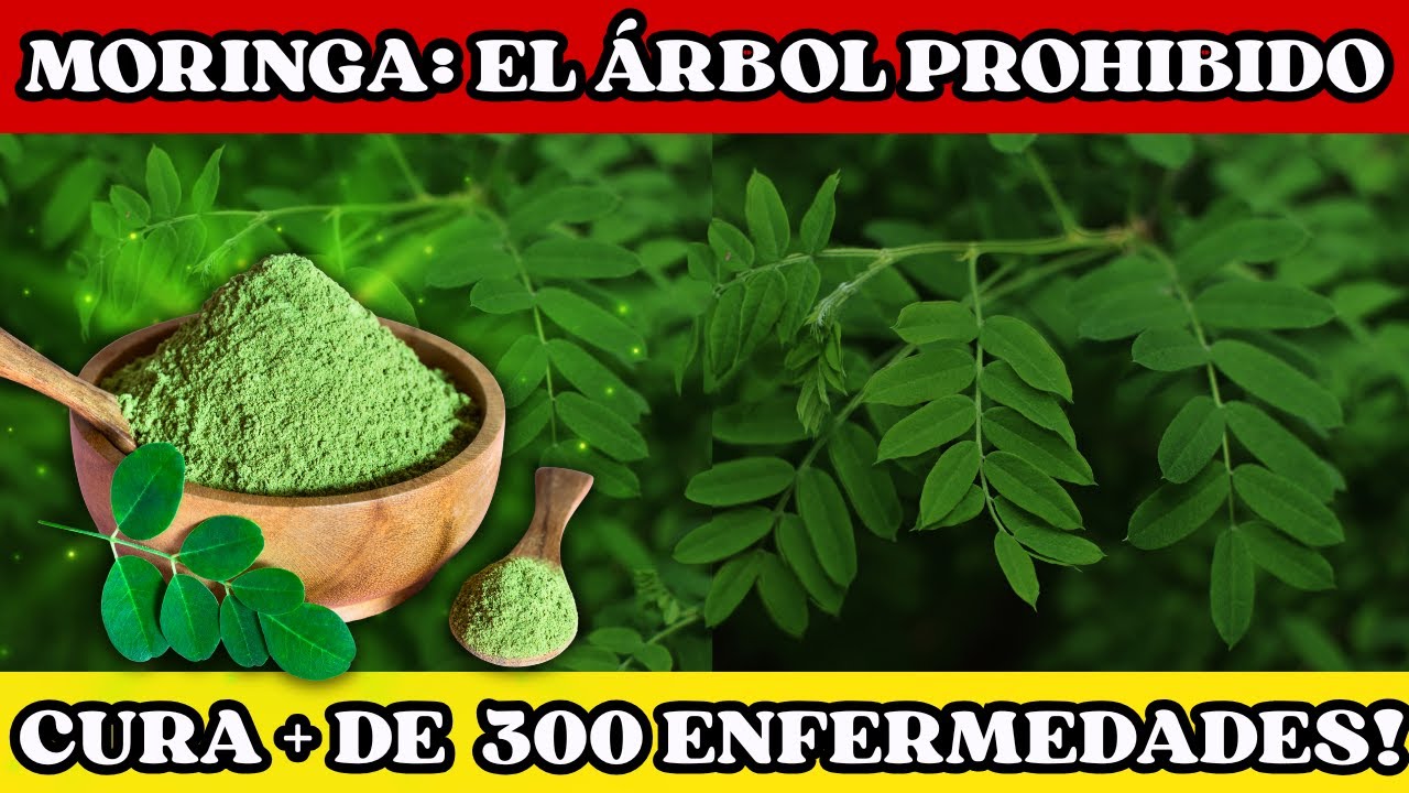 Por qué PROHIBIERON este Arbol? Tiene + PROTEINAS que la Carne y PURIFICA el Agua! 